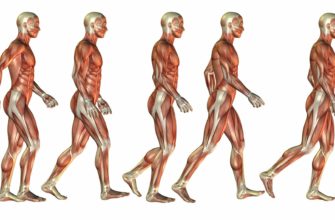 Какие мышцы работают при разных видах ходьбы